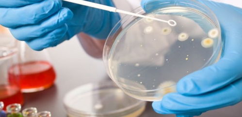 菌种如何成功培养成菌液？生物菌种培养必看指南