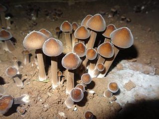 鸡枞菌的生物菌种培育与种植技术详解