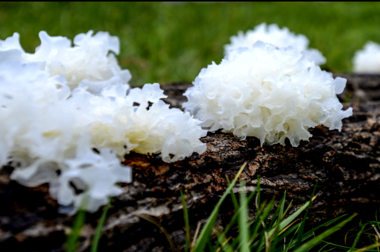 北纬31度的多彩通江 探寻生物菌种的奇幻世界